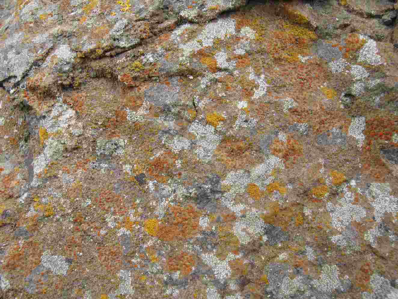 [Caloplaca aegatica]